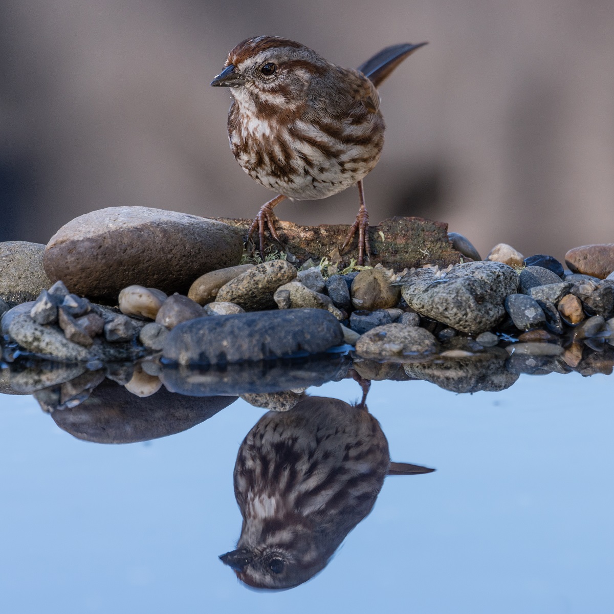 Song sparrow sees reflectionn