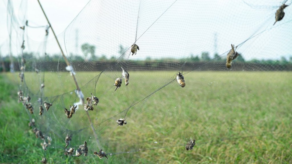 Sparrows caught in bird net 