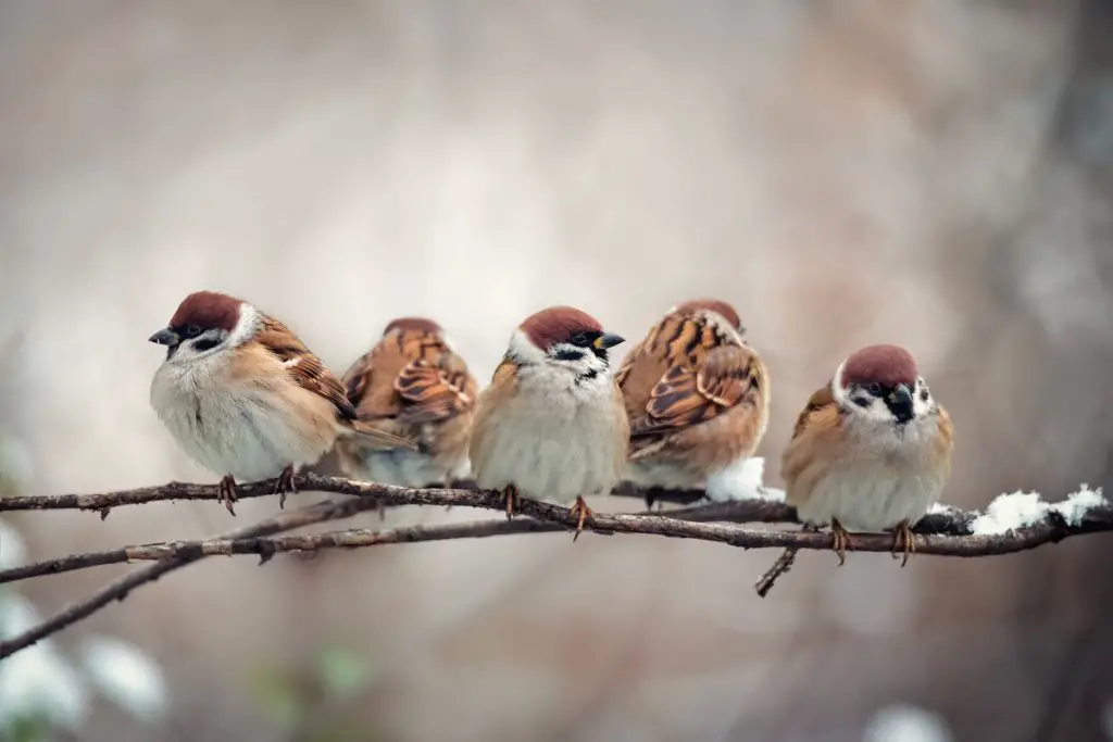 Sparrows in the US