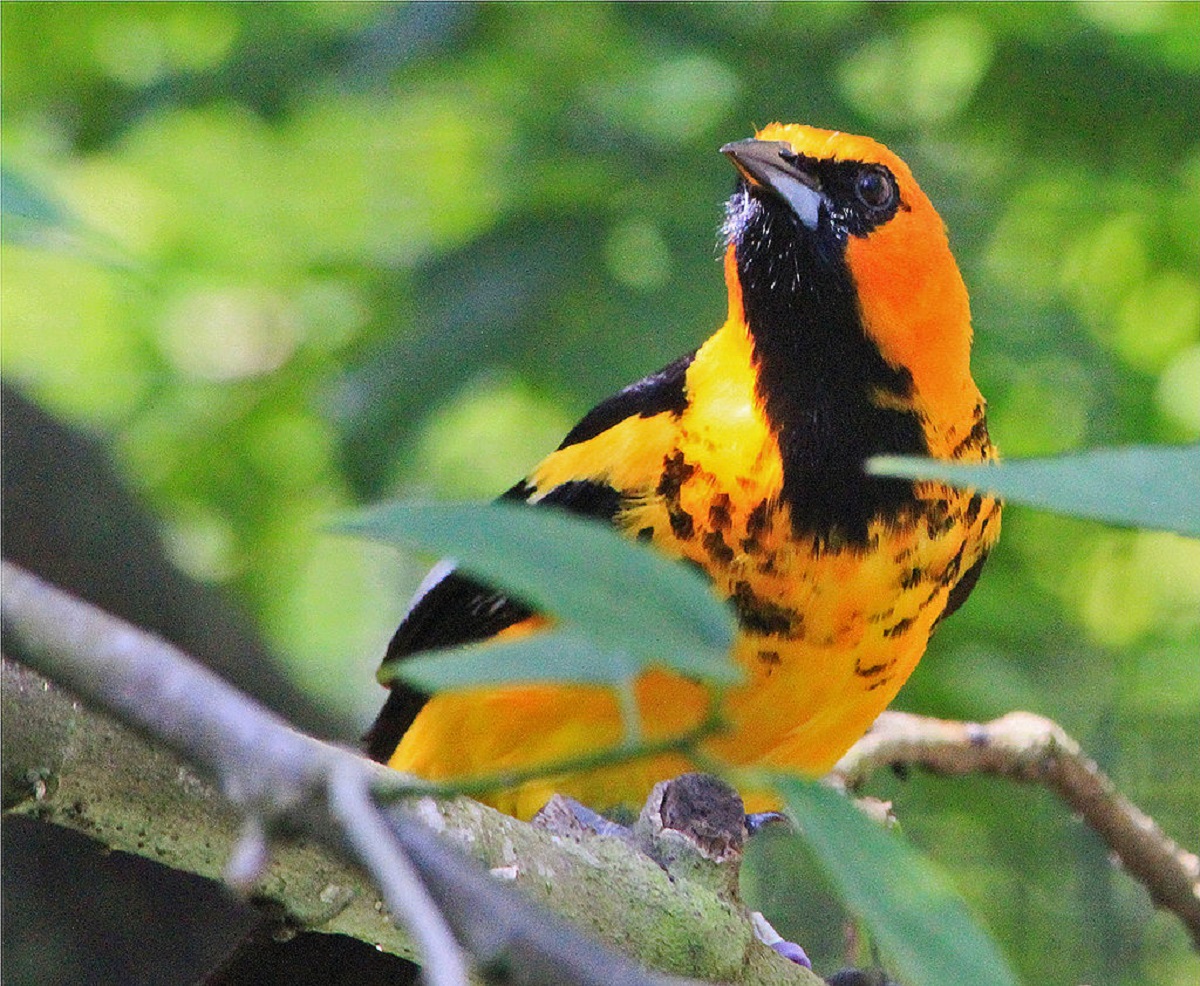 Spot-Breasted Oriole