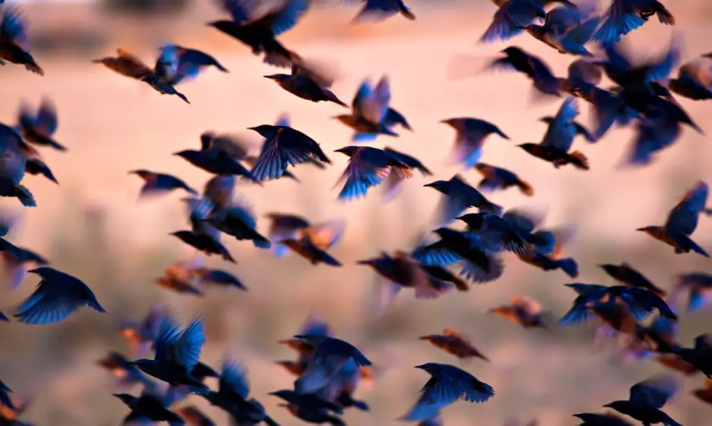 Flock of starlings