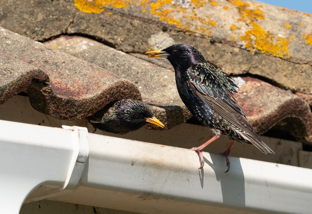 Starlings in eaves