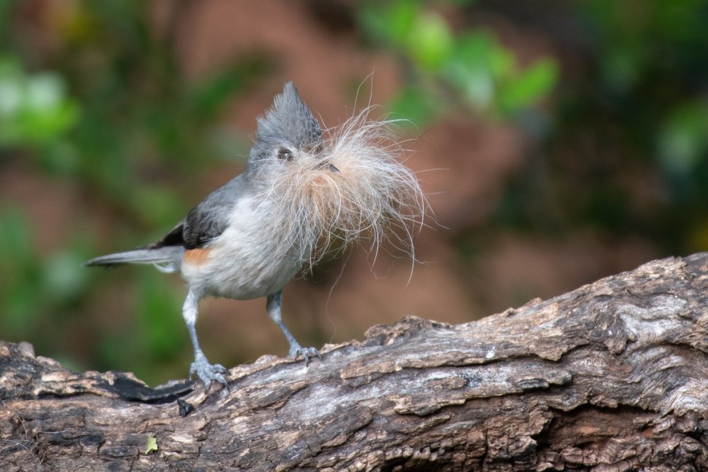 The Tufted Titmouse Call: Titmouse Song & Sounds