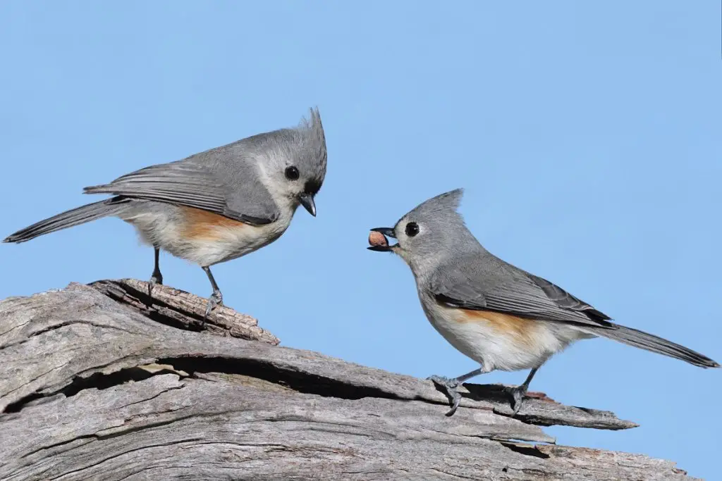 Tufted-titmouse mates