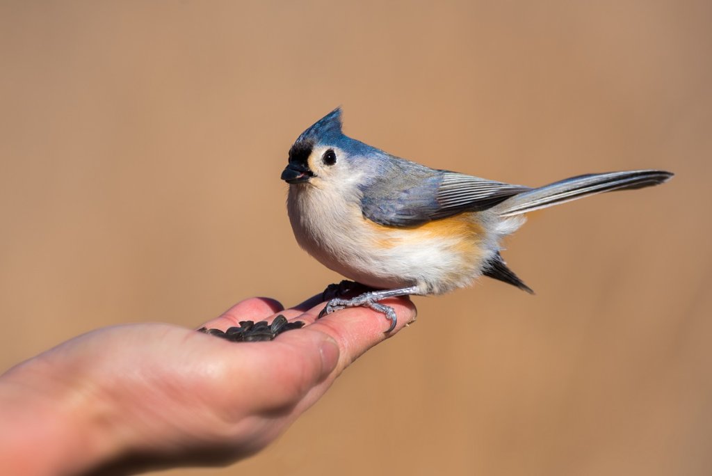 Tufted titmouse on hand shutterstock 1623529201