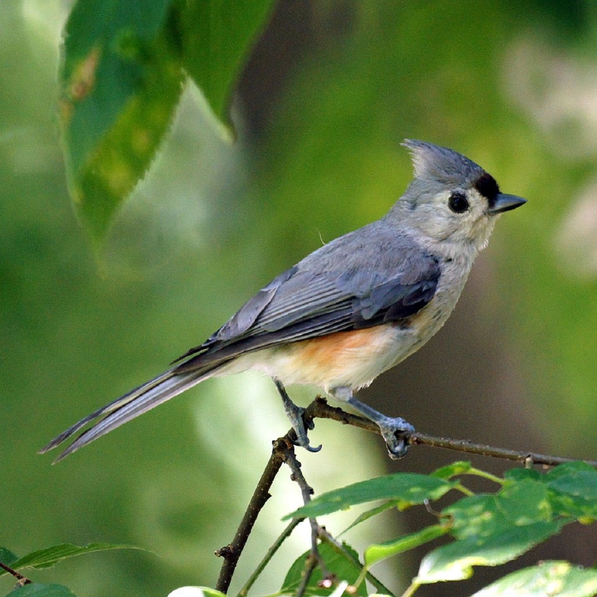 Tufted-titmouse