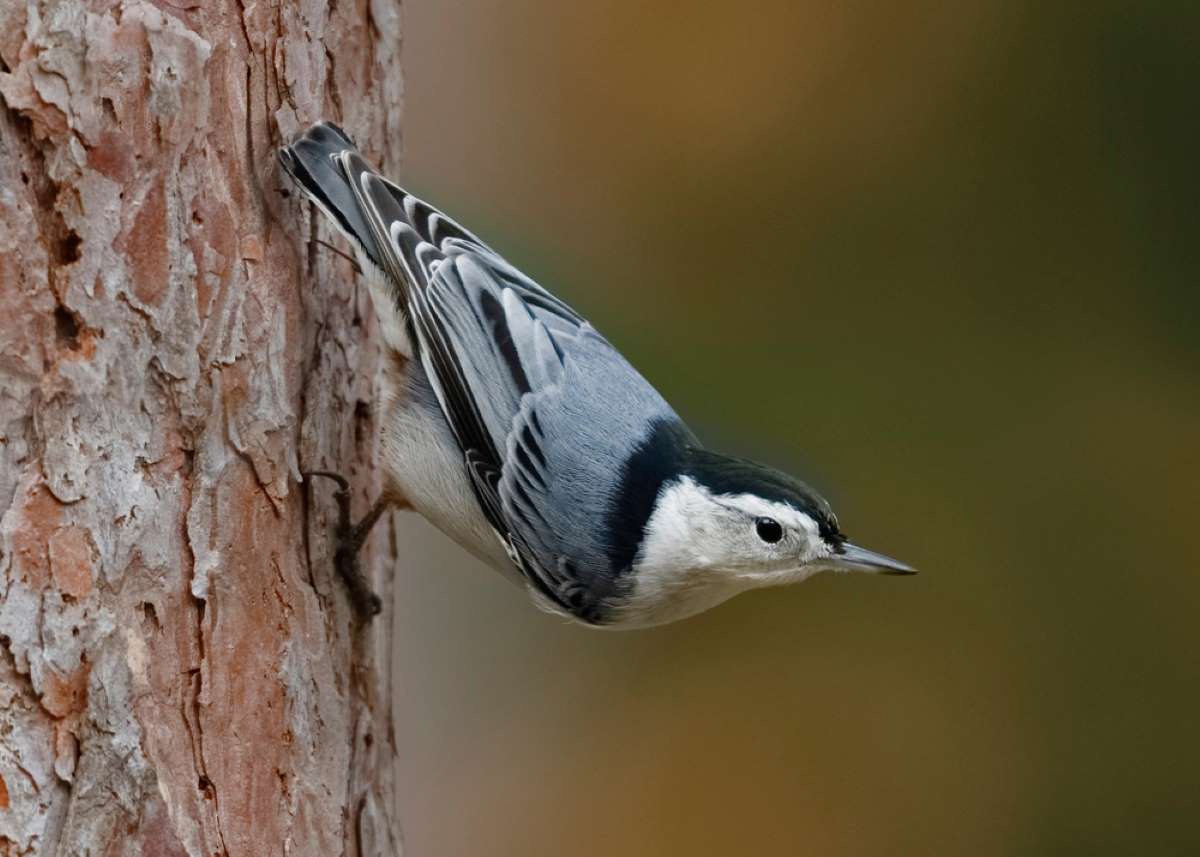 Where Do White And Red-Breasted Nuthatch Nest And Lay Eggs?