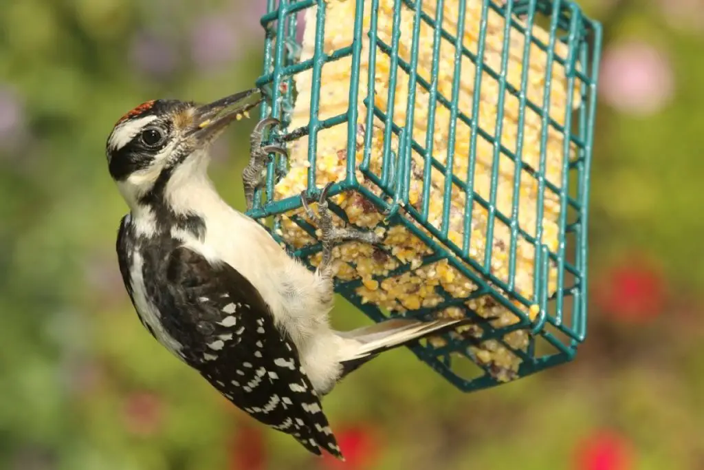 Suet bird feeder