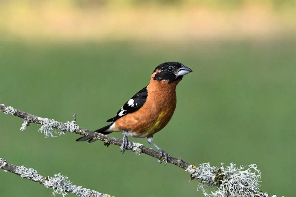 Black-headed grosbeak