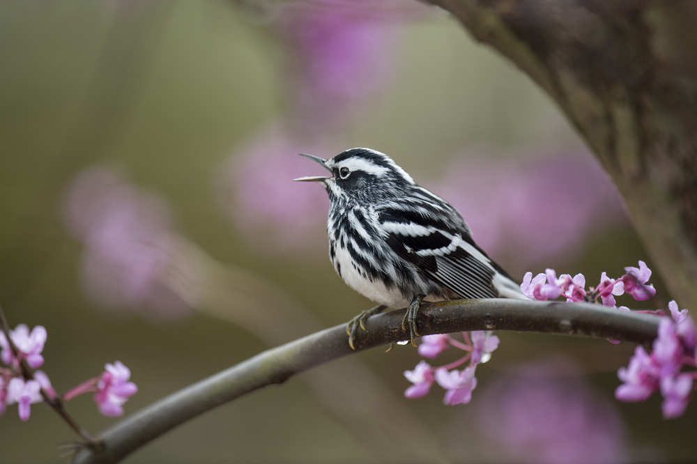 Black and white warbler on a branch with purple flowers