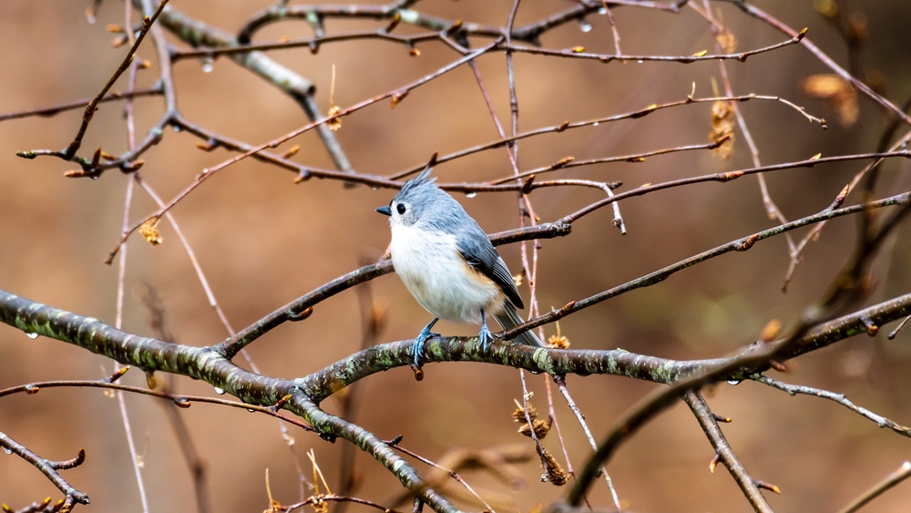 Black-crested Titmouse perched on a branch