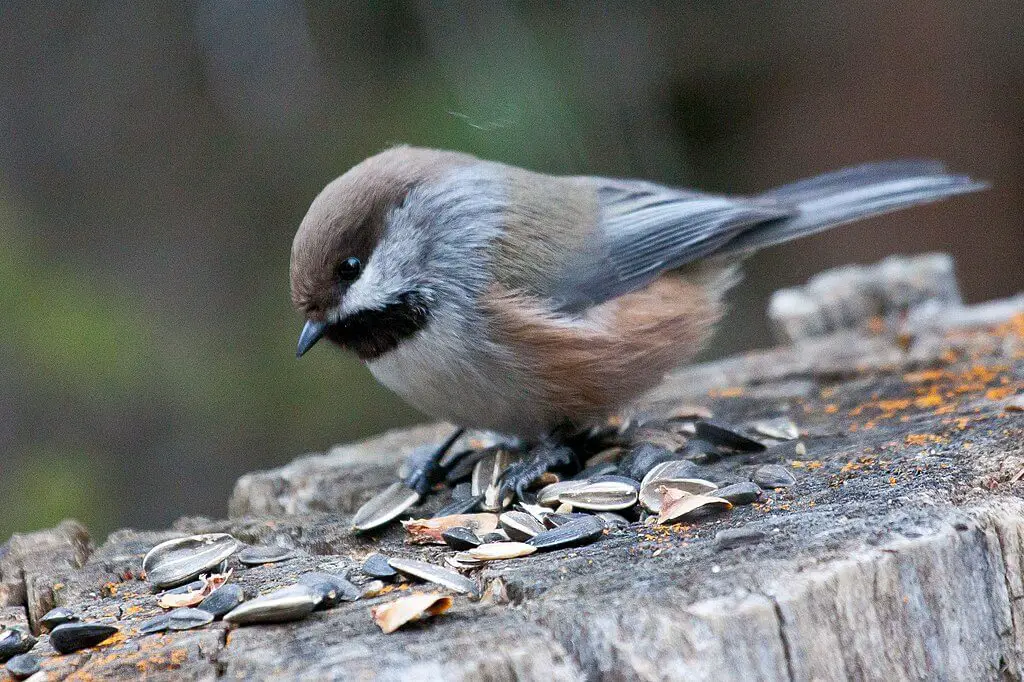 Boreal chickadee