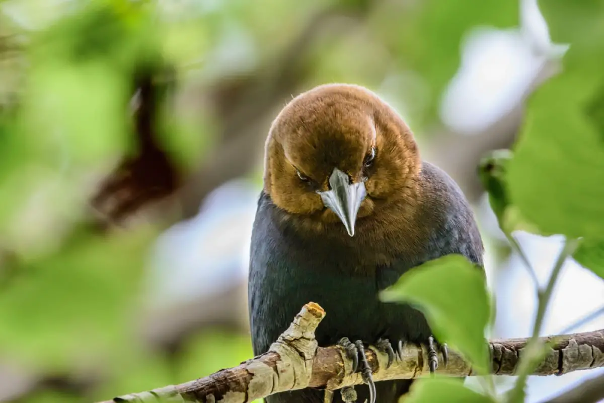 brown-headed-cowbird-calls-what-do-cowbirds-songs-sound-like