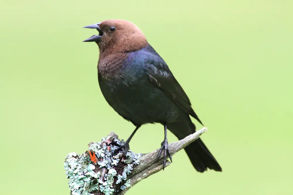 brown headed cowbird call