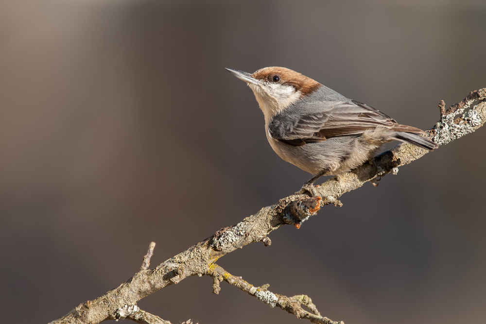 Brown-headed Nuthatch perched on a branch