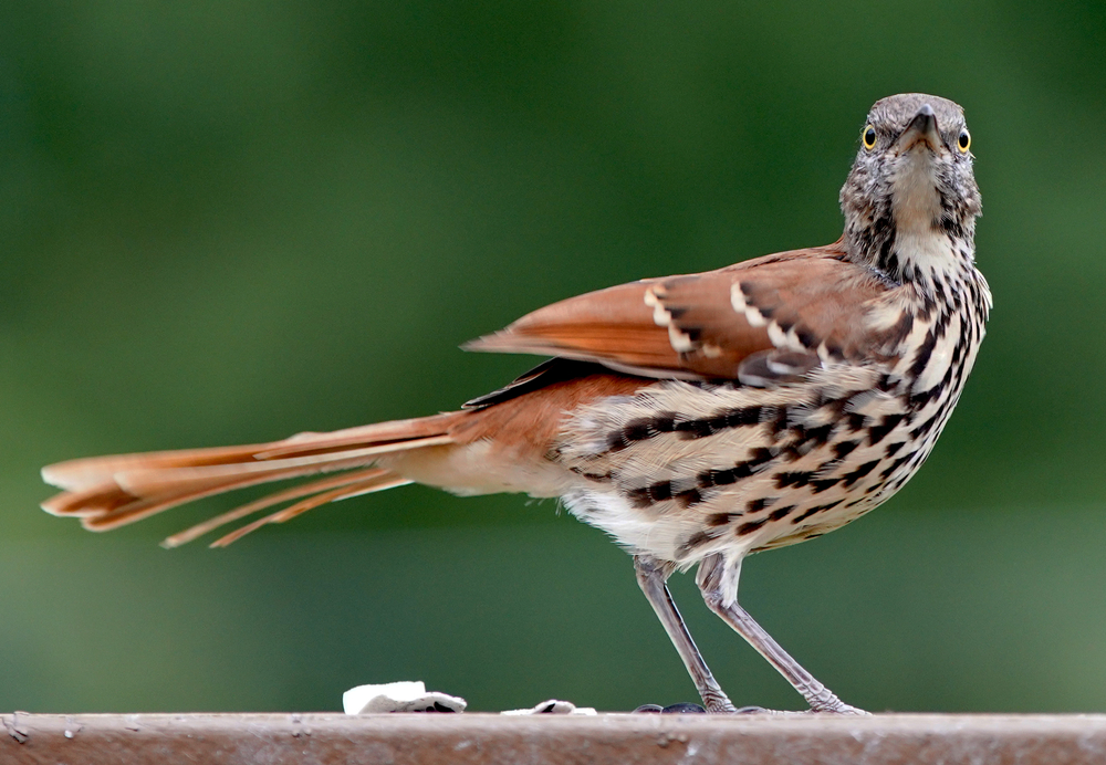 brown thrasher perched on a patio railing