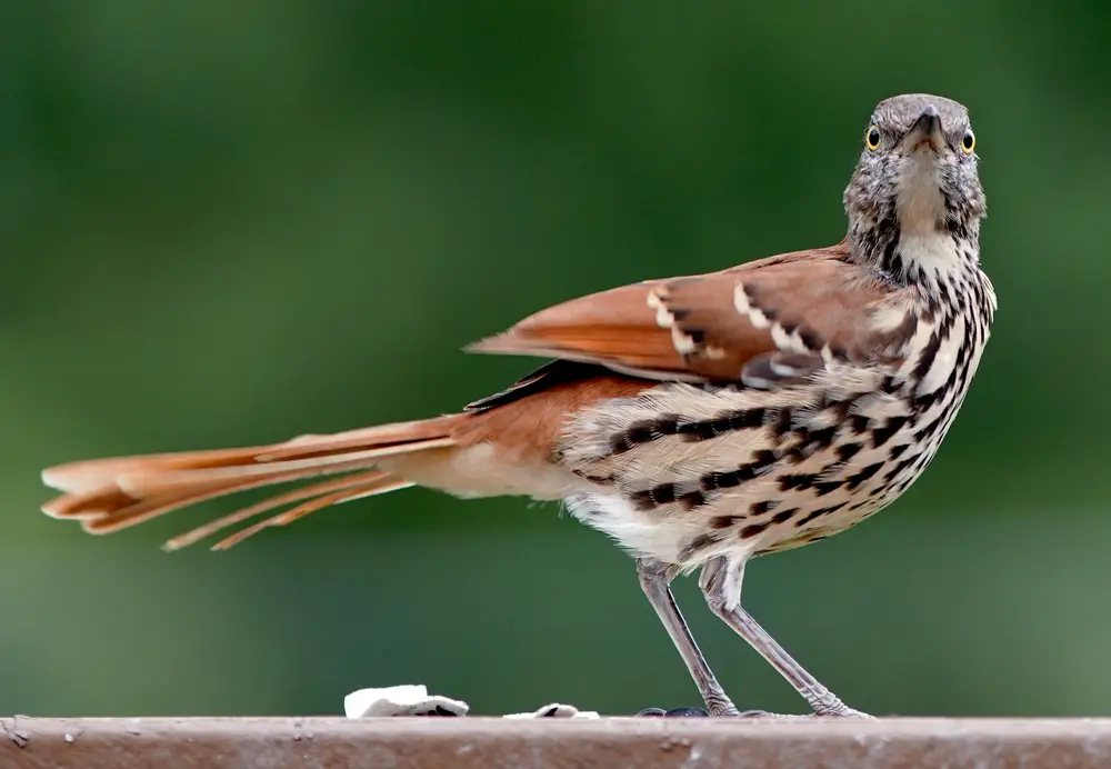 brown thrasher perched on a patio railing