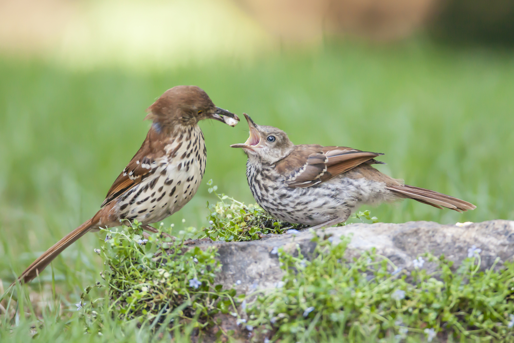 brown thrasher feeding its young