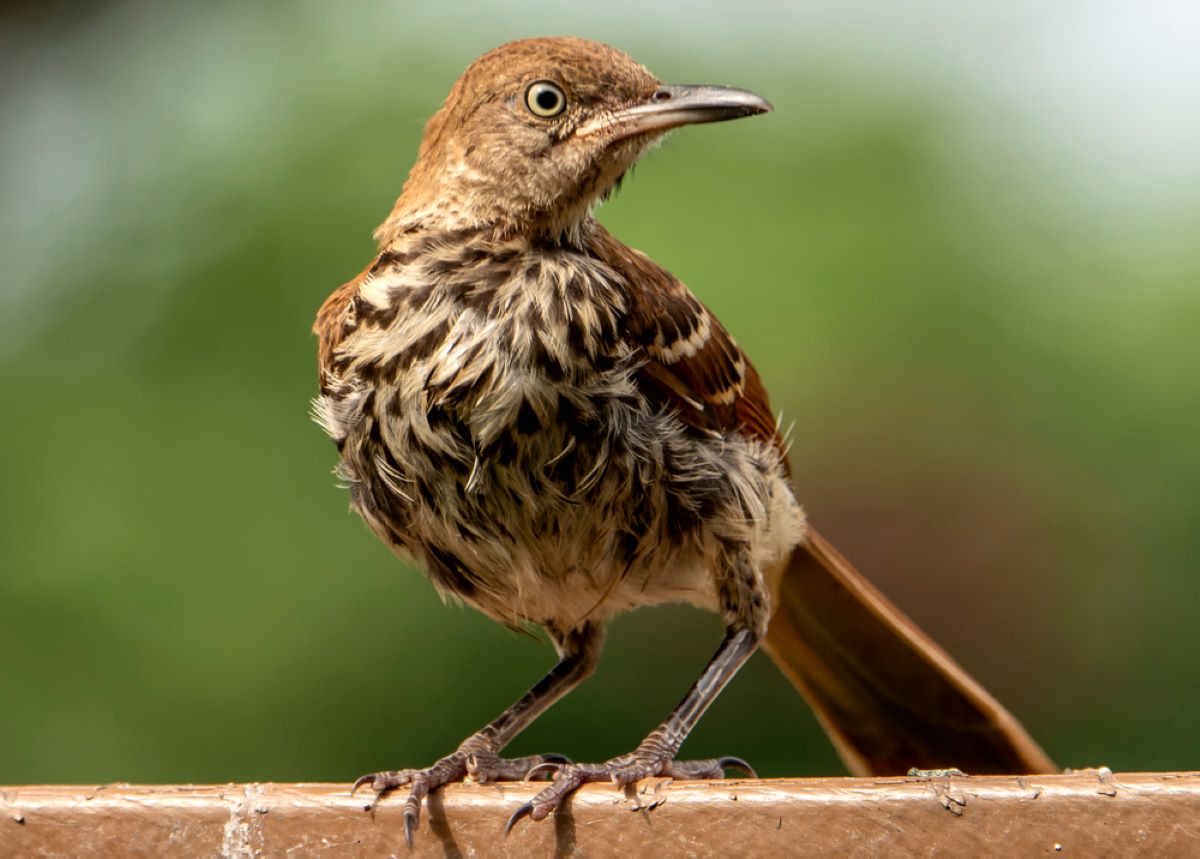 brown thrasher song