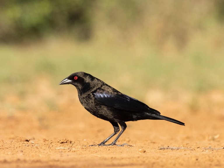 Brown Headed Cowbird Calls: What Do Cowbirds Songs Sound Like