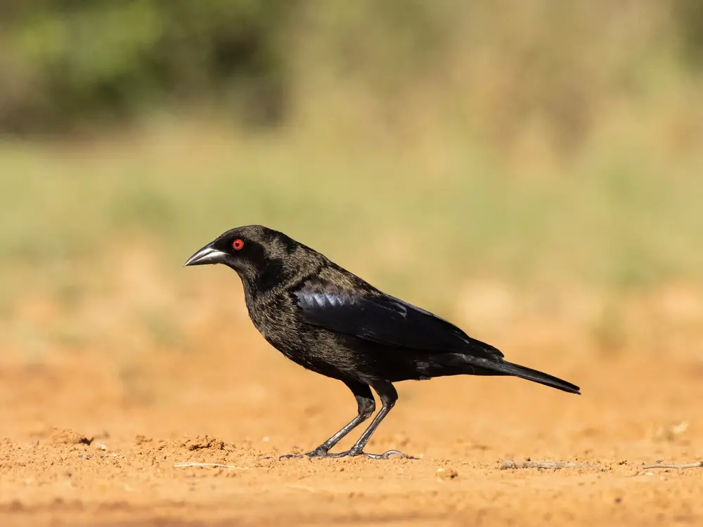 Bronzed Cowbird standing on the ground