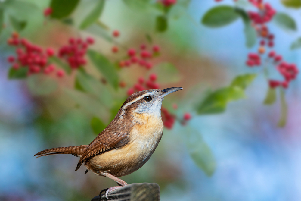 Carolina Wren posing in front of berries and leaves