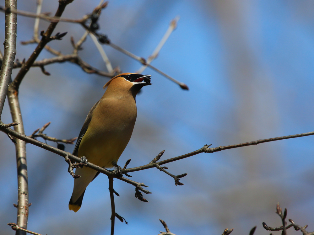 cedar waxwing eating a berry while perched