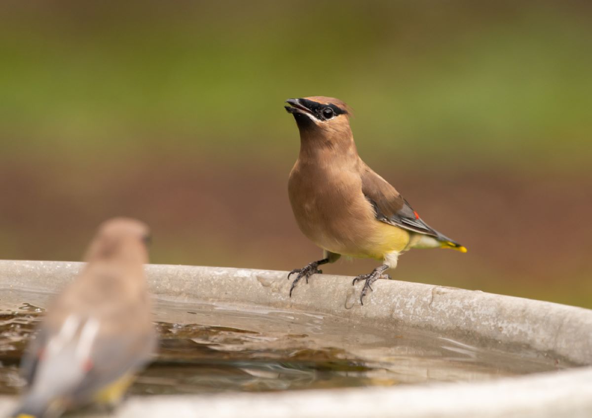 cedar waxwing call