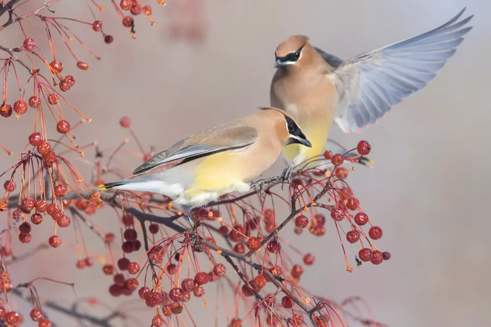 two cedar waxwings perched on a branch surrounded by hanging berries