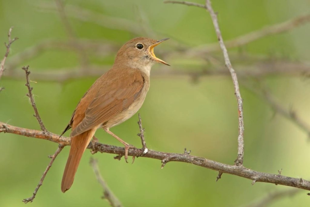 Common Rufous Nightingale songs