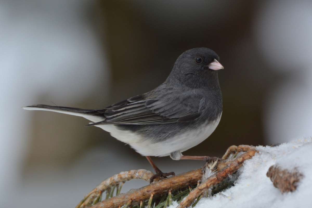 What Do Dark Eyed Junco Calls Sound Like: Song & Sounds