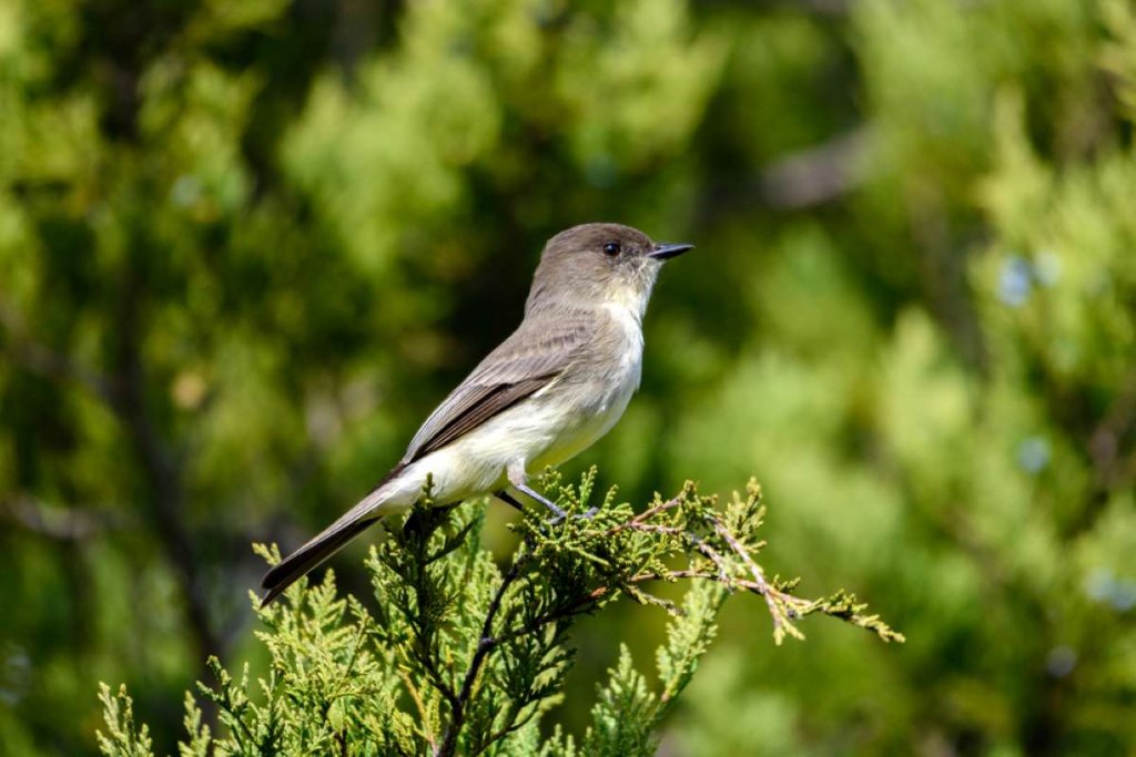 Eastern phoebe call perched on a top branch