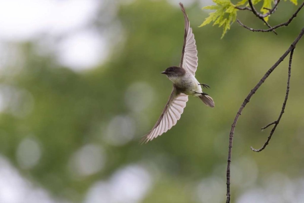 Eastern phoebe flying with its wings spread