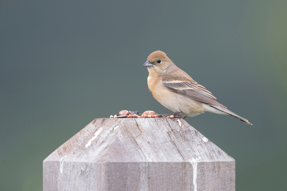 Female Lazuli Bunting perched on a man-made post topped with seeds