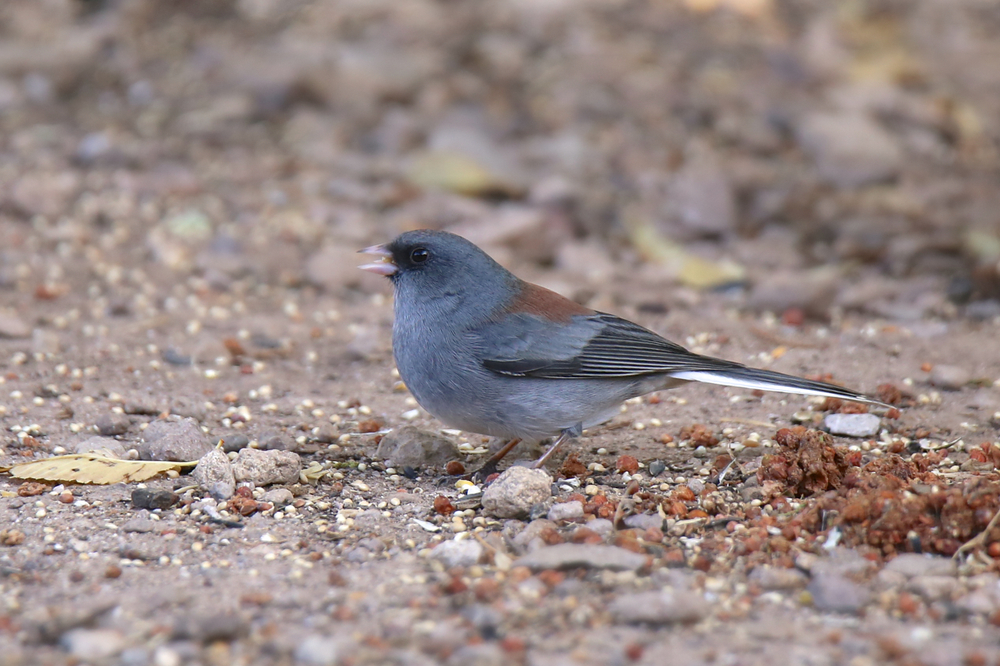 Grey-headed Junco on the ground eating seeds