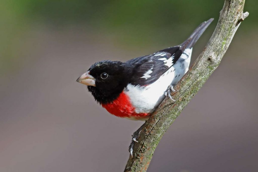 male rose breasted grosbeak perched diagonally on a branch