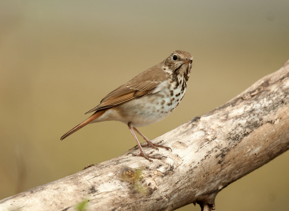 hermit thrush perched on a thick branch