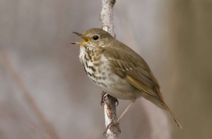 Wood Thrush Song & Sounds: What Do Thrushes Sound Like