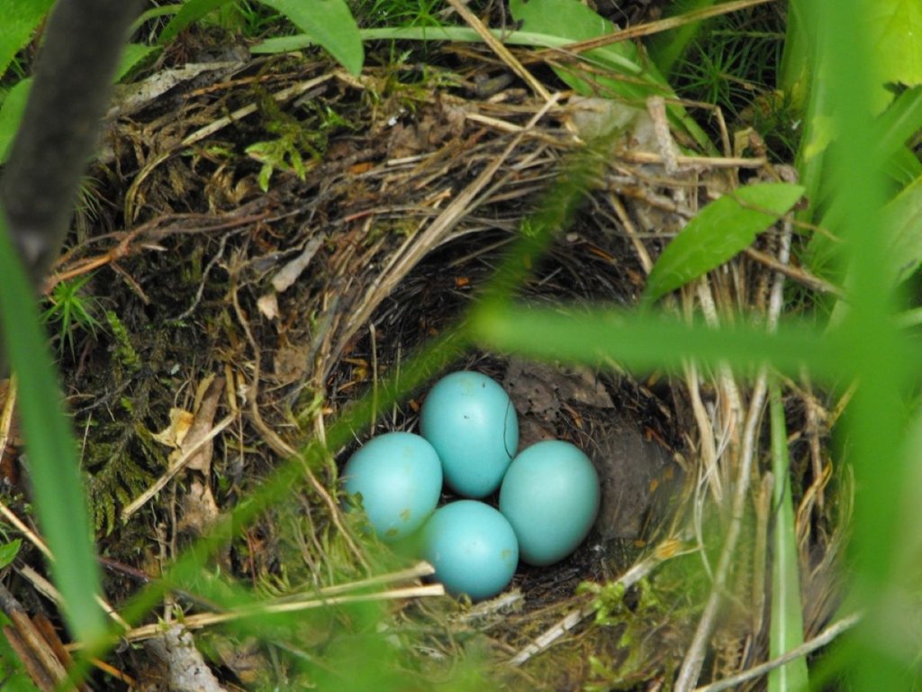 hermit thrush nest with blue eggs
