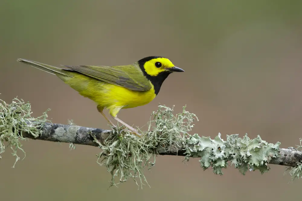 Hooded Warbler on a branch with lychen