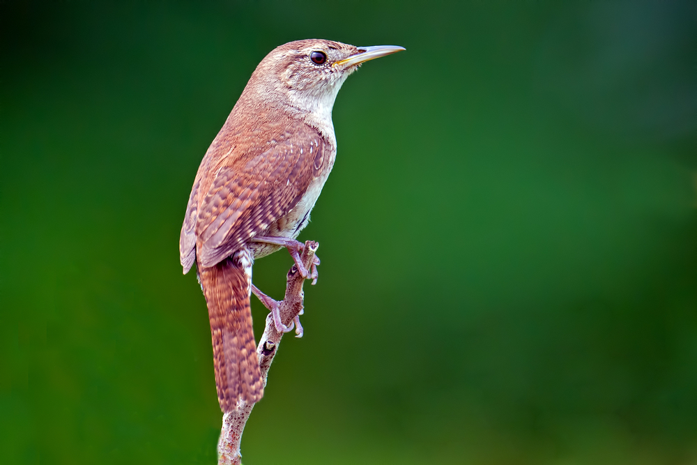 House Wren perched on the tip of a branch