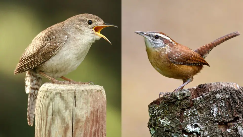 House Wren Vs Carolina Wren How To Tell Them Apart