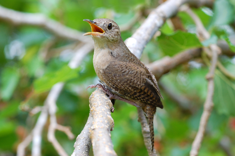 house wren perched on a thick branch with the tree canopy in the background