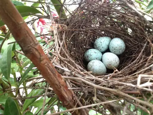 Black-headed grosbeak eggs