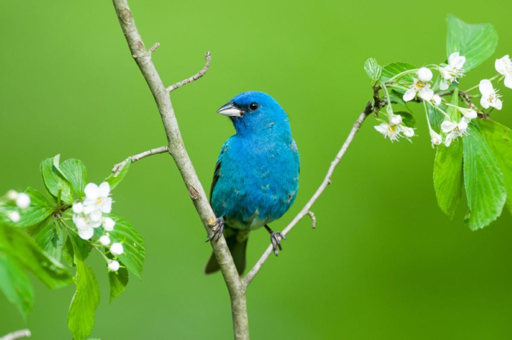 Indigo Bunting perched in the neck of branches, tipped with white flowers