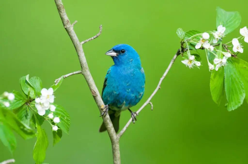 Indigo Bunting perched in the neck of branches, tipped with white flowers