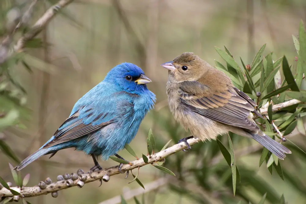 Male Indigo Bunting and Female Indigo Bunting both perched on a leafy branch