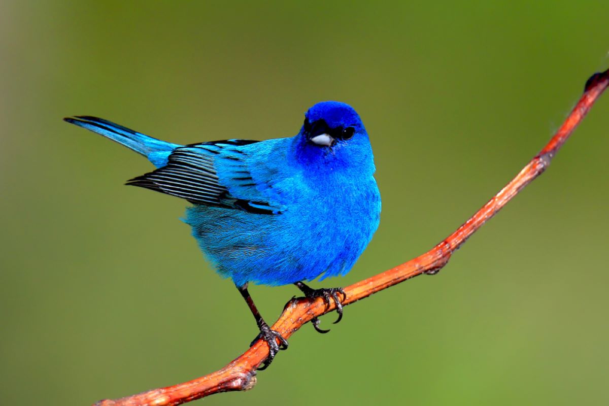 Indigo Bunting perched on a wiry, bare tree branch