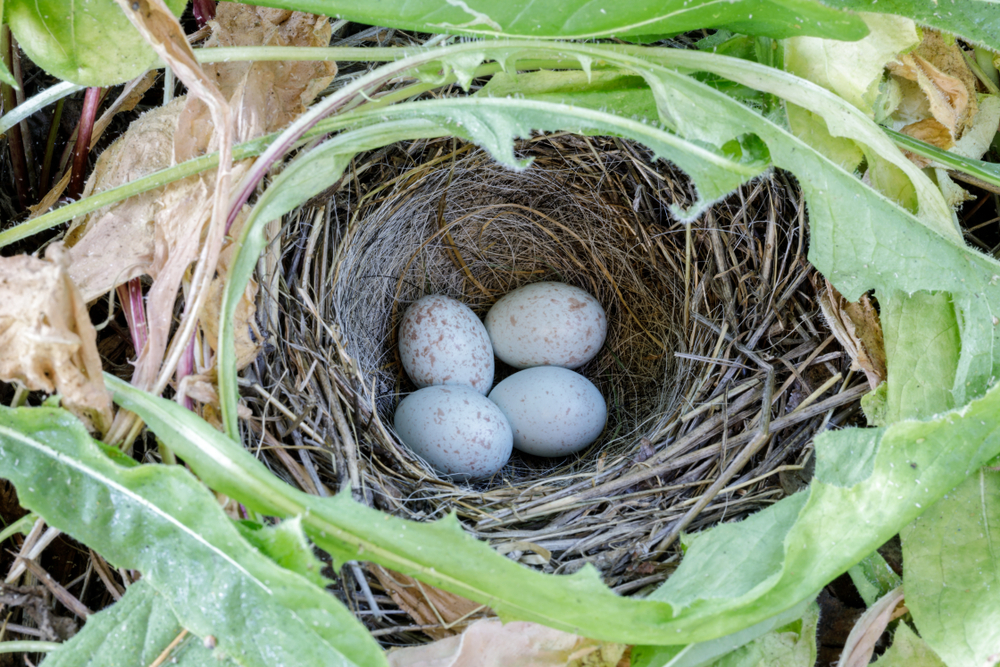 dark eyed junco nest