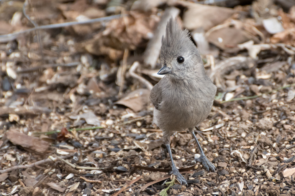 Juniper Titmouse standing on the ground